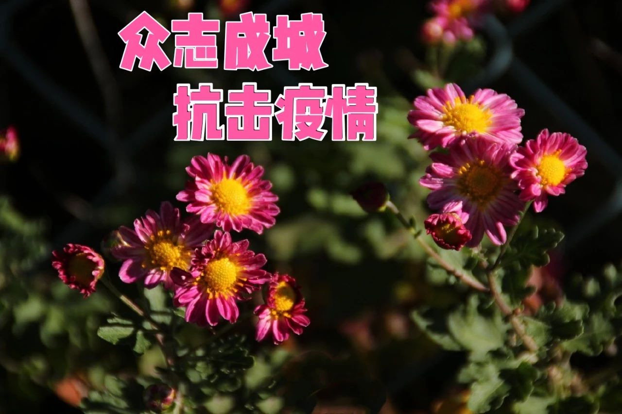 1583393387364972.jpg 微信图片_20200305152911.jpg