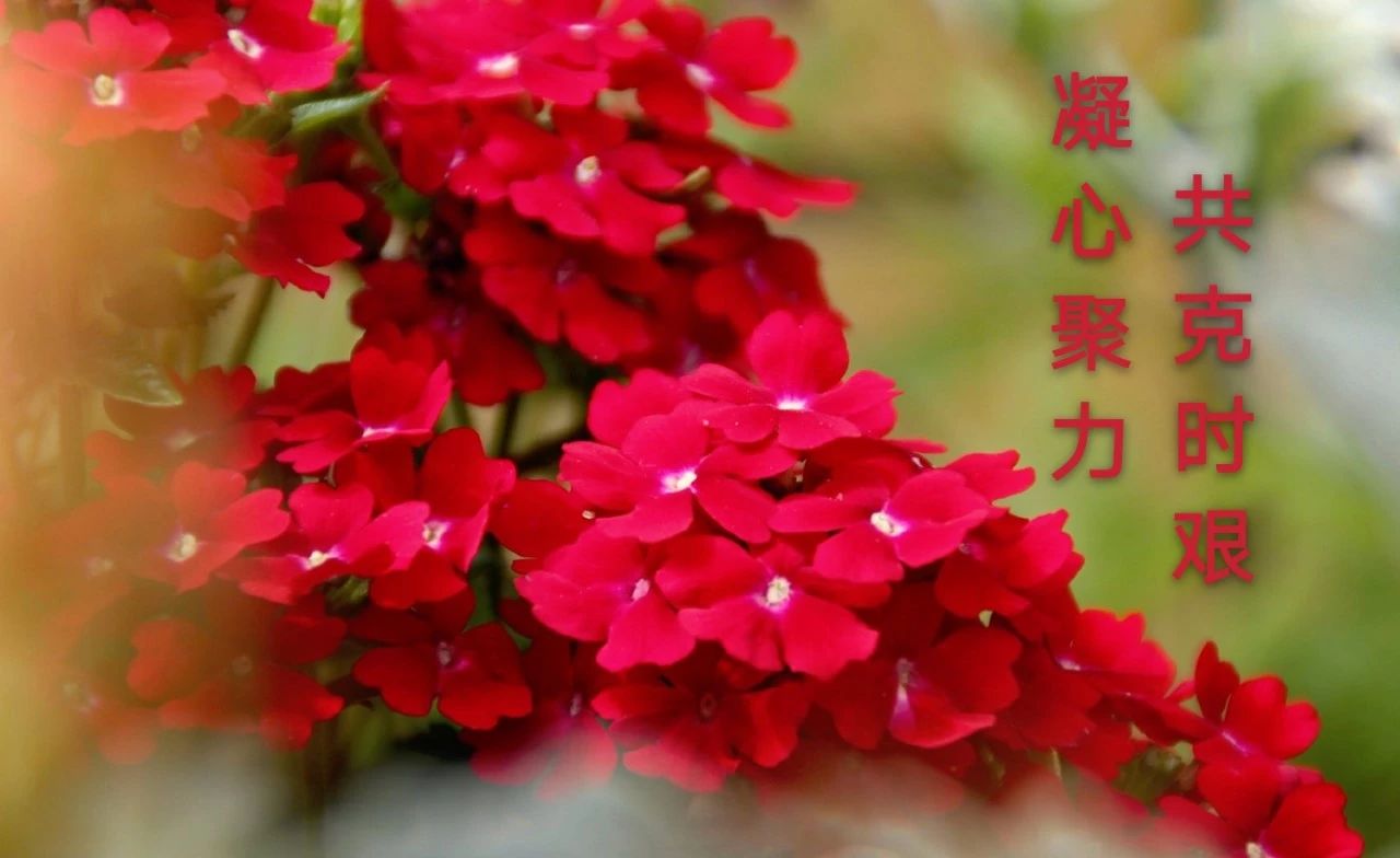 1584606511615480.jpg 微信图片_20200319161832.jpg